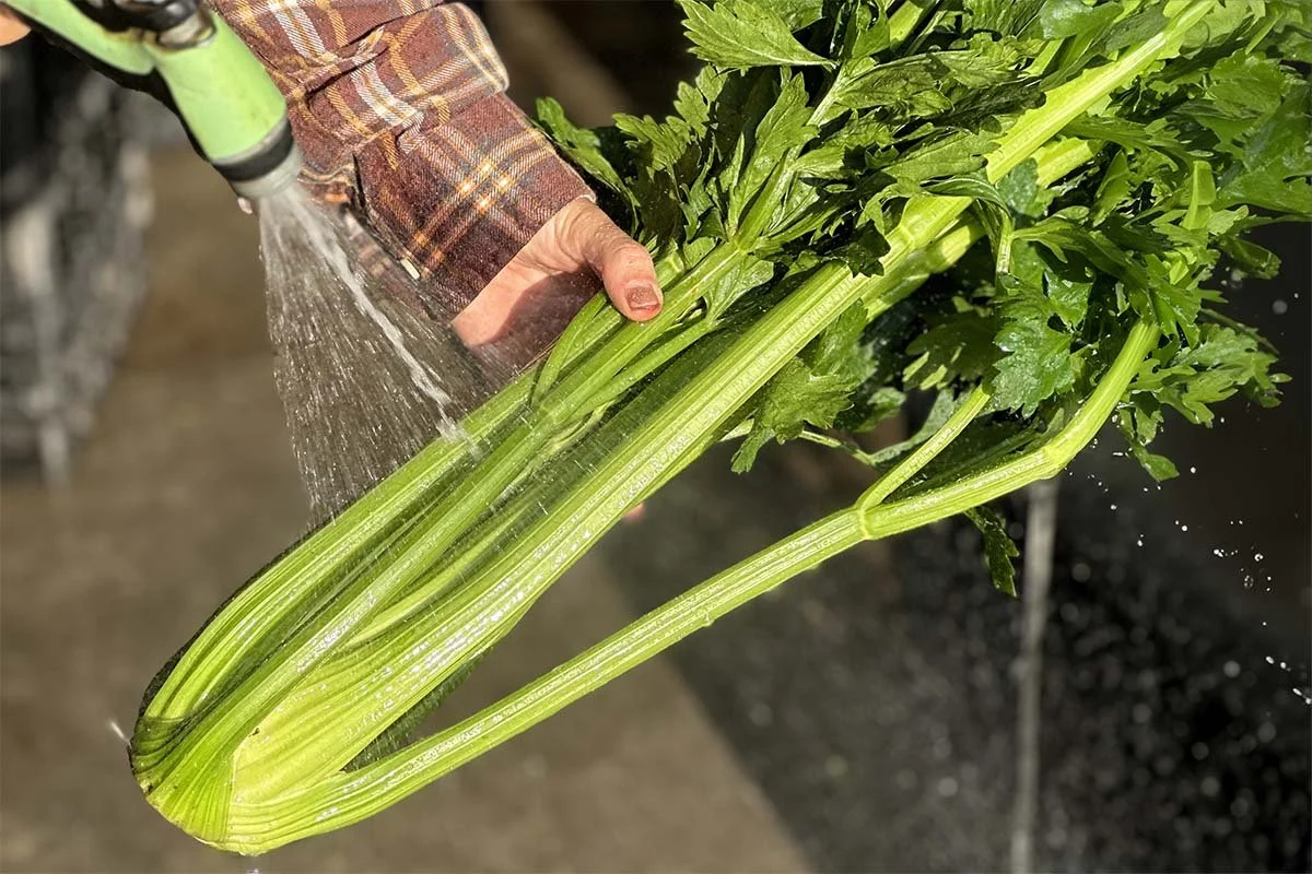 Cara Memilih Seledri Segar Cara Memilih Seledri Segar